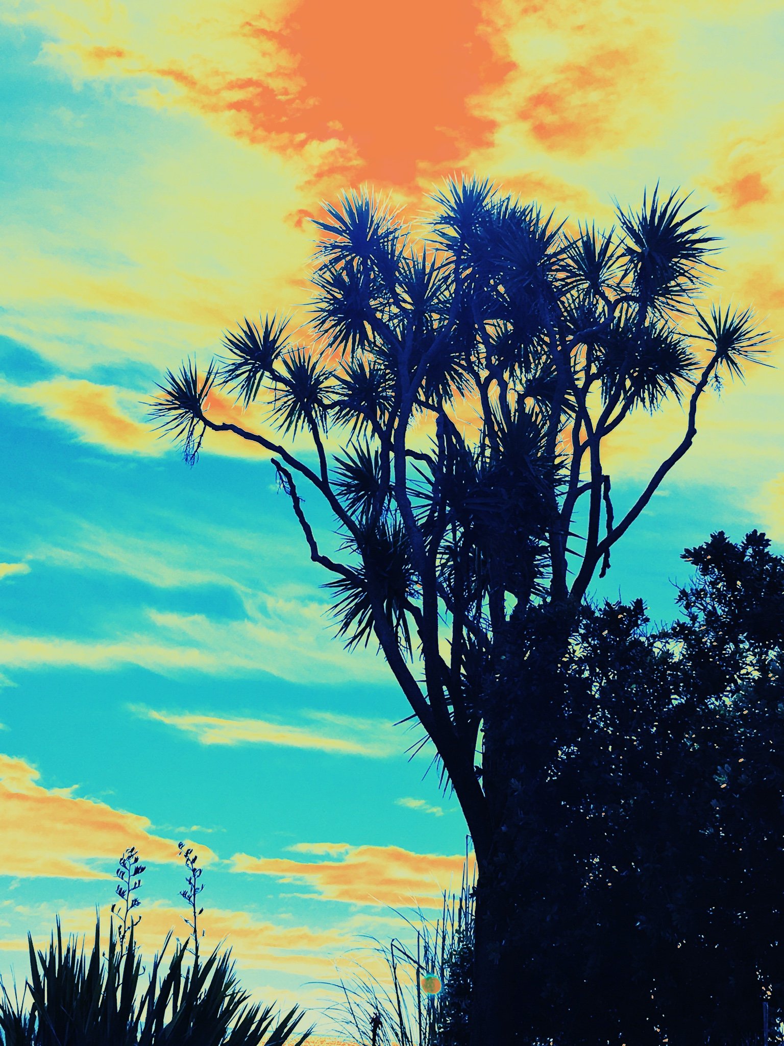 Cabbage Tree